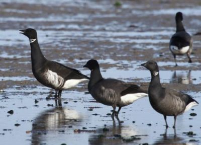 Bernache du pacifique et bernarches cravants