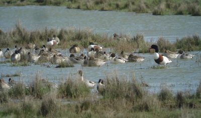 Groupe de canards