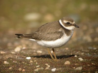 Grand gravelot juvénile