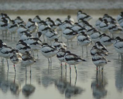 Groupe d'avocettes élégantes