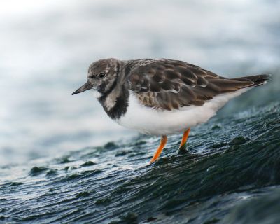 Tournepierre à collier
