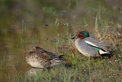 Sarcelles d'hiver © Le poidesans