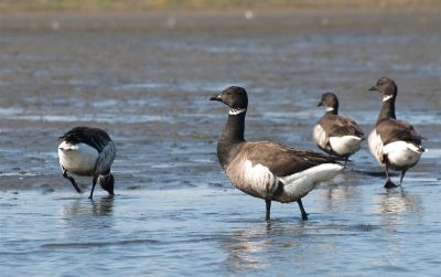 Bernaches cravant à ventre sombre © Jerry Kirkhart