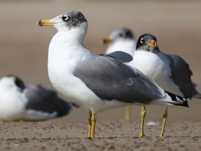 © Bhaarat Vyas - Goélands ichthyaète Goélands ichthyaète