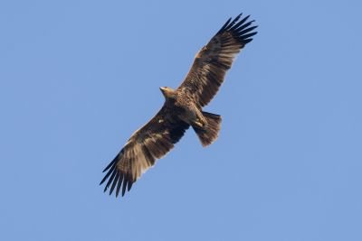 © Matthieu Baudard - Aigle impérial Aigle impérial
