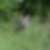 Loup