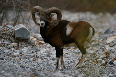 Mouflon