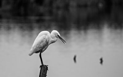 Aigrette réserve du teich bassin d'Arcachon