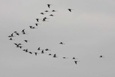 Vol d échasses blanches