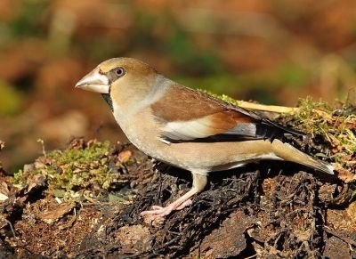 Grosbec casse-noyaux