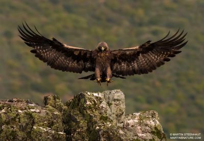 Aigle Royal © Martin Steenhaut