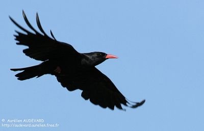 Crave a bec rouge © Aurelien Audevard