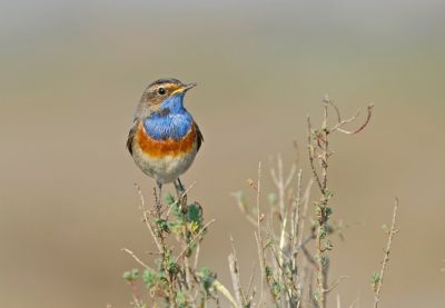 chouette-hulotte-martin-cooper