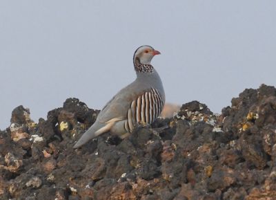 Perdrix gambra © Patrick Courty
