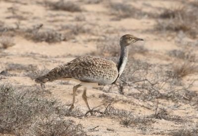 Outarde houbara