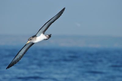 Puffin cendré © Julie Grousseau