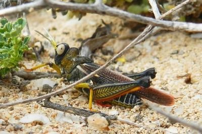 Criquet à œil blanc © Gilles Bentz