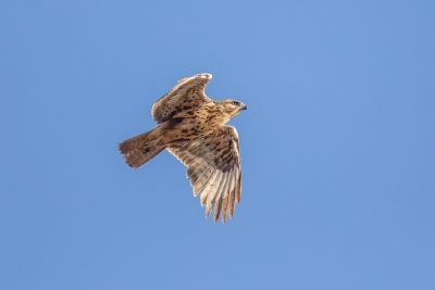 Buse variable