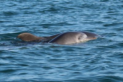 Dauphin commun