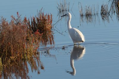 Aigrette garzette
