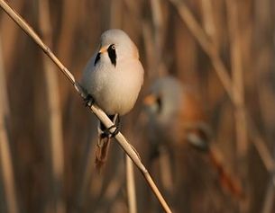 Panure à moustaches