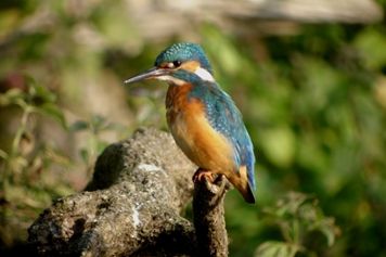 Martin-pêcheur d'Europe
