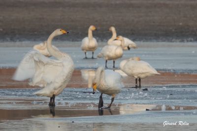 Cygnes chanteur et de Bewick ©  Gérard Rolin