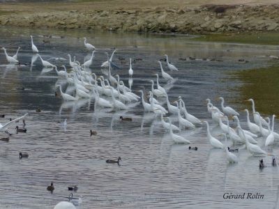 Grandes Aigrettes © Gérard Rolin