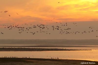 Lever des Grues Cendrées © Gérard Rolin