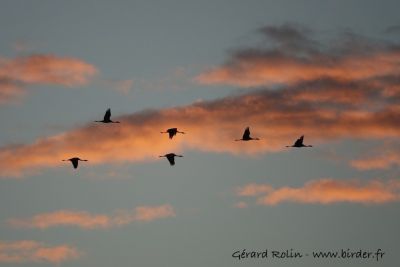 Grues cendrées © Gérard Rolin