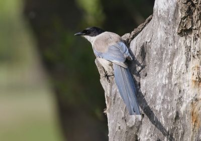 © Julien Gonin - Pie-bleue à calotte noire Pie-bleue à calotte noire