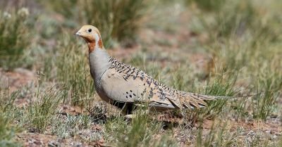 © Aurélien Audevard - Syrrhapte paradoxal Syrrhapte paradoxal