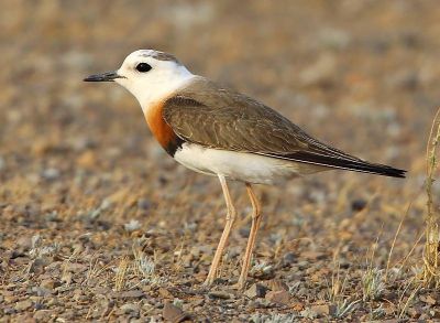 © Aurélien Audevard - Pluvier oriental Pluvier oriental