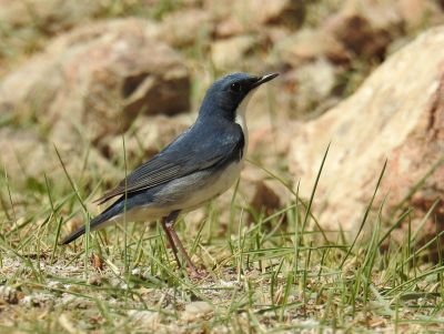 © Aurélien Audevard - Bergeronnette citrine Bergeronnette citrine