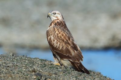 © Aurélien Audevard - Buse de Chine Buse de Chine