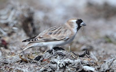 © Aurélien Audevard - Niverolle de David Niverolle de David