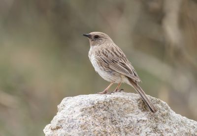 © Julien Gonin - Accenteur de Kosolov Accenteur de Kosolov