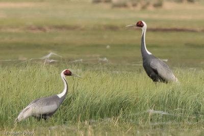 © Frédéric Pelsy - Grue à cou blanc Grue à cou blanc