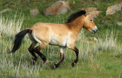 © Aurélien Audevard - Cheval de Prjewalski Cheval de Prjewalski