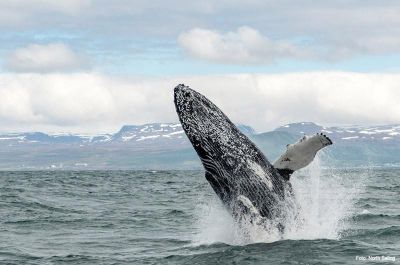 Jour 6 : Husavik