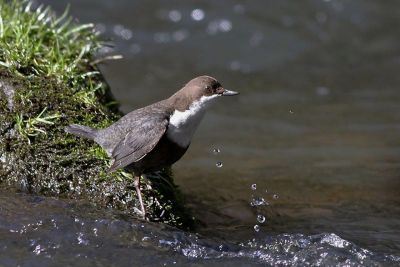 Séjour nature France-Auvergne-lpo-ornithologie-cincle-plongeur-Francis Journeaux