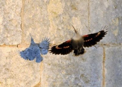 Tichodrome échelette