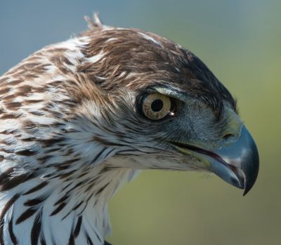 Aigle de Bonelli