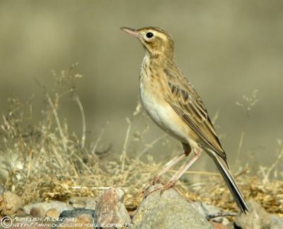 Pipit de Richard