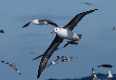 Albatros à sourcils noirs