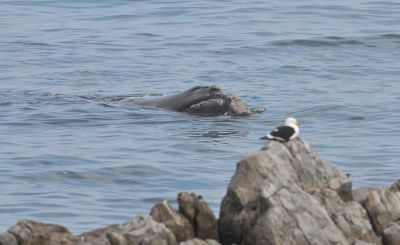 Baleine franche Australe