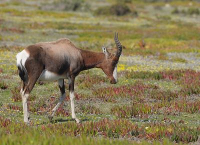 Promérops du Cap © Julien Gonin