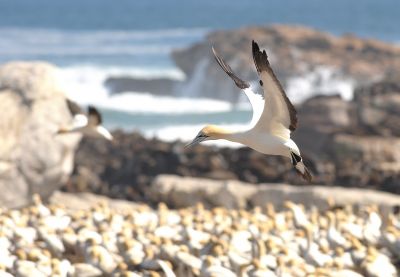 Colonie de Fou du cap