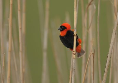 Euplècte ignicolore