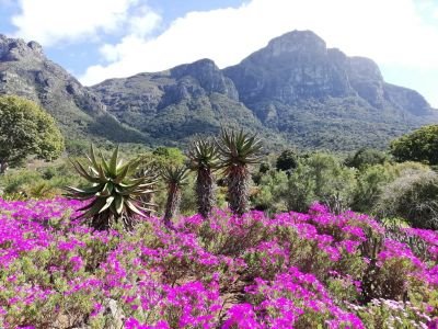 Jardin de Kirstenbosch © Julien Gonin